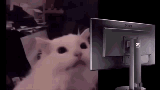Cat reacting to light mode